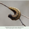 proterebia afra larva4 novorossiysk 1
